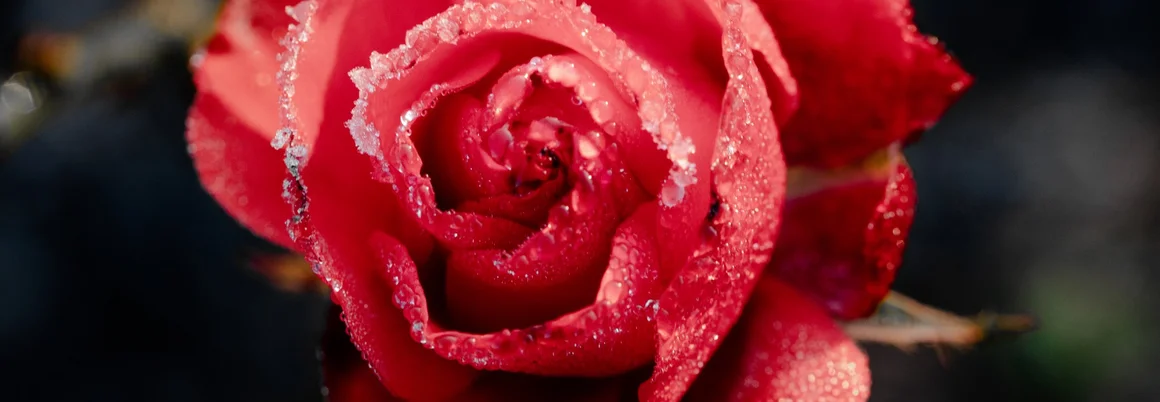 Rote Rose mit Raureif